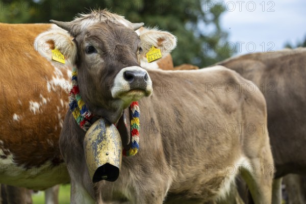 Cattle drive, cattle drive, domestic cattle (Bovidae), cowbell, lederhosen, traditional traditional
