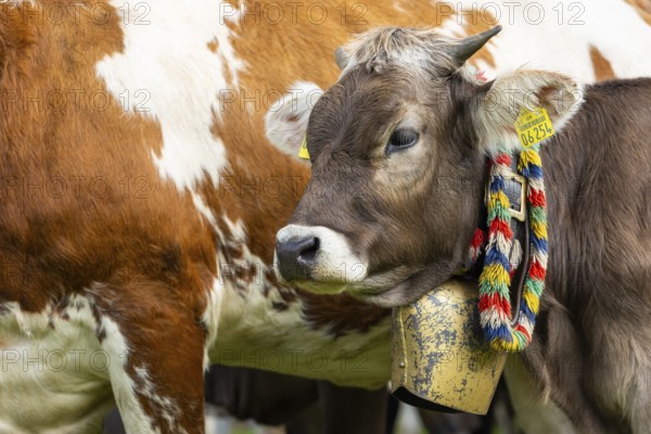 Cattle drive, cattle drive, domestic cattle (Bovidae), cowbell, lederhosen, traditional traditional