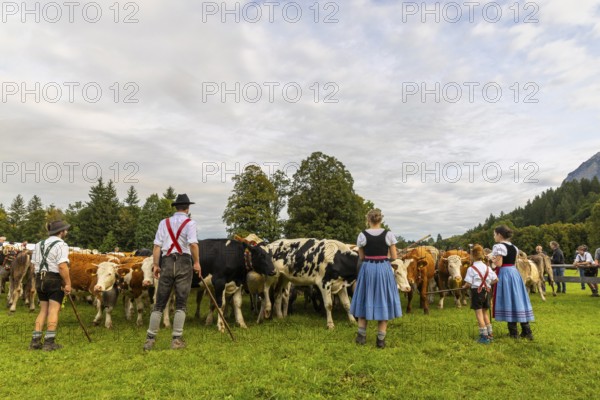 Cattle drive, cattle drive, domestic cattle (Bovidae), herd, shepherdess, children, lederhosen,