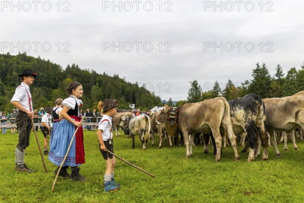Cattle drive, cattle drive, domestic cattle (Bovidae), shepherd, shepherdess, children, lederhosen,