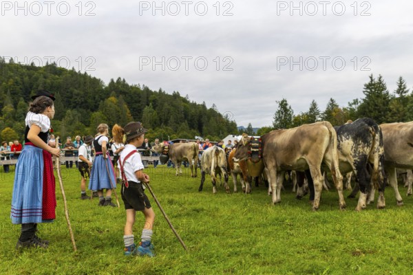 Cattle drive, cattle drive, domestic cattle (Bovidae), herdsman, children, lederhosen, dirndl,