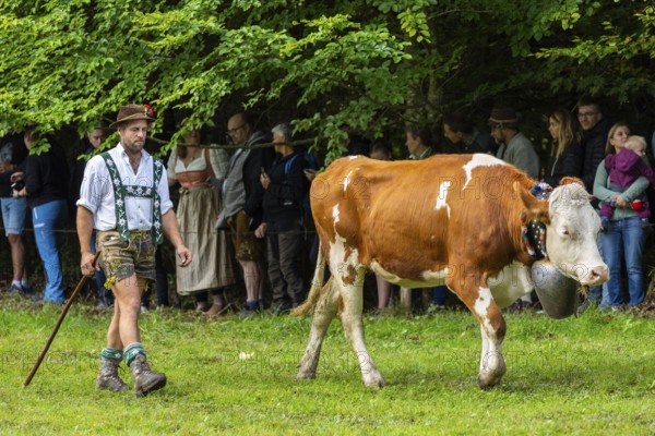 Cattle drive, cattle drive, herdsman, lederhosen, dirndl, traditional traditional costume, cattle