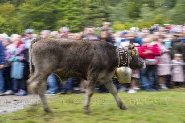 Cattle drive, cattle drive, domestic cattle (Bovidae) running in front of spectators, cowbell,