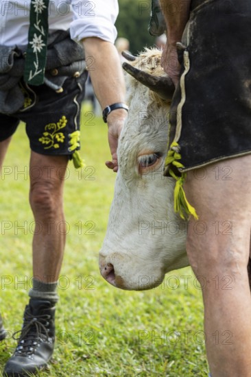Cattle drive, herdsman, cattle (Bovidae), lederhosen, traditional traditional costume, Oberstdorf,