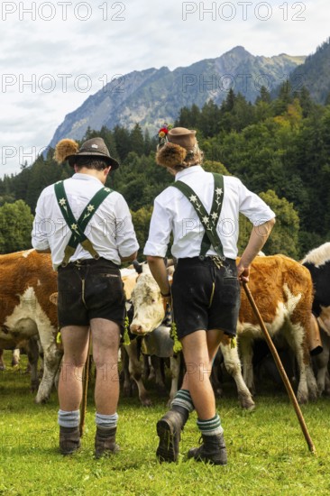Cattle drive, cattle drive, domestic cattle (Bovidae), alpine herdsmen, lederhosen, braces, felt