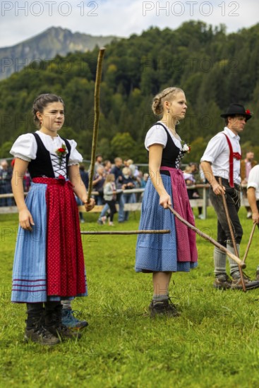 Cattle drive, cattle drive, domestic cattle (Bovidae), shepherdess, girl, dirndl, traditional