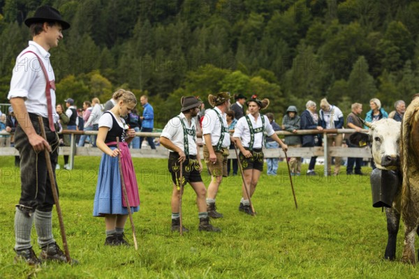 Cattle drive, cattle drive, shepherd, shepherdess, lederhosen, dirndl, traditional traditional
