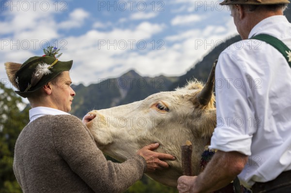 Cattle drive, herdsman stroking cattle (Bovidae), lederhosen, traditional traditional costume,