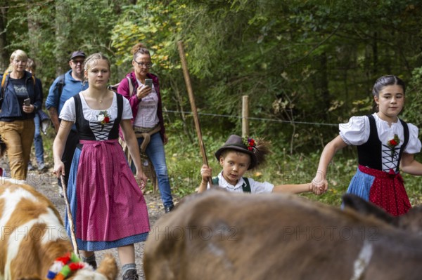 Cattle drive, cattle drive, domestic cattle (Bovidae), shepherdess, children, lederhosen, dirndl,