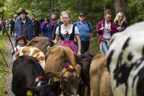 Cattle drive, cattle drive, domestic cattle (Bovidae), shepherdess, children, lederhosen, dirndl,