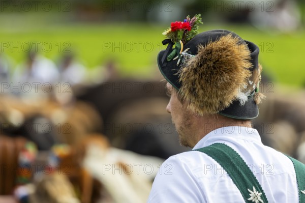 Cattle drive, cattle drive, alpine herdsman, felt hat, chamois beard, traditional traditional