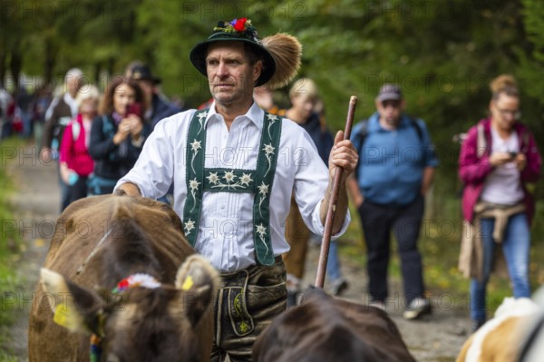 Cattle drive, cattle drive, domestic cattle (Bovidae), alpine herdsman, traditional traditional
