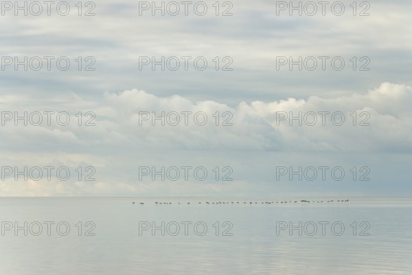 North Sea coast, special light mood, wild geese flying over the Wadden Sea, rising water,