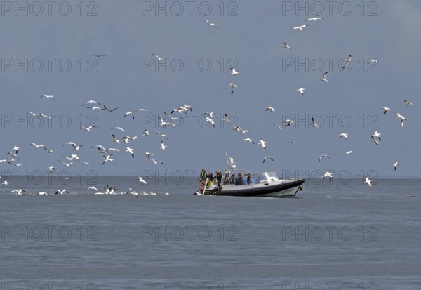 A boat at sea surrounded by flying gannets under a cloudy sky, Isle of Noss, Shetland Islands,