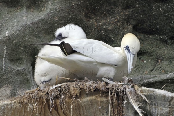 A gannet with chicks sitting on a rocky nest with a natural background, Isle of Noss, Shetland