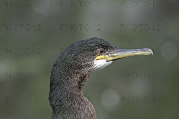 Detailed portrait of a shag with striking beak against a blurred background, Isle of Noss, Shetland