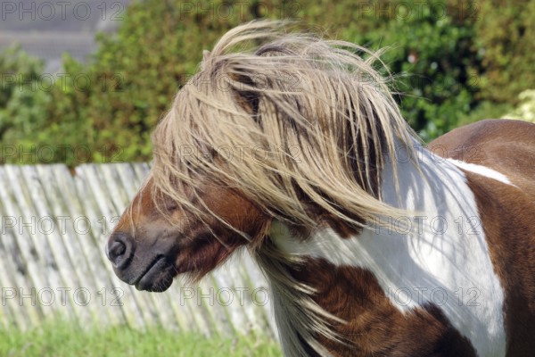 A Shetland pony with flowing hair stands in front of a wooden fence in a green setting, Scalloway,