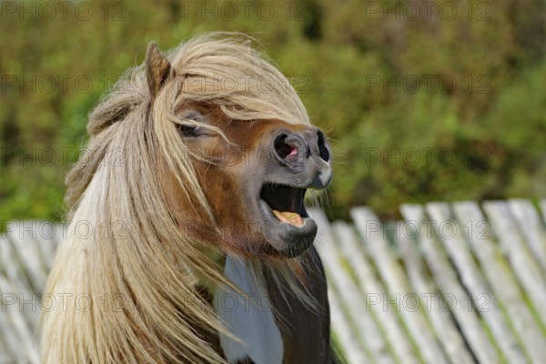Pony with blowing hair and open mouth in front of a wooden fence in a lively pose, Shetland pony,