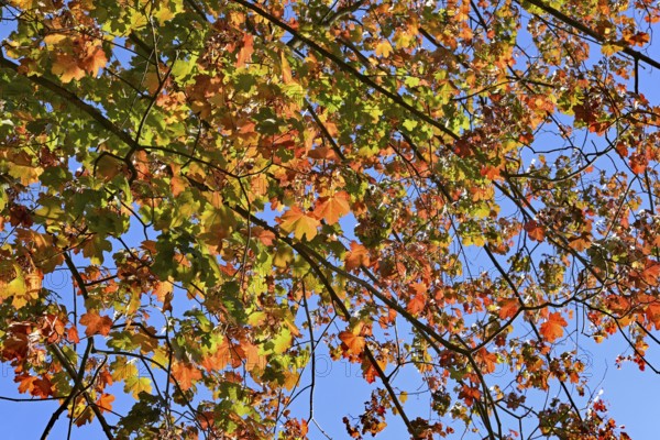 Deciduous tree, maple (Acer), branches with autumn leaves, blue sky, North Rhine-Westphalia,