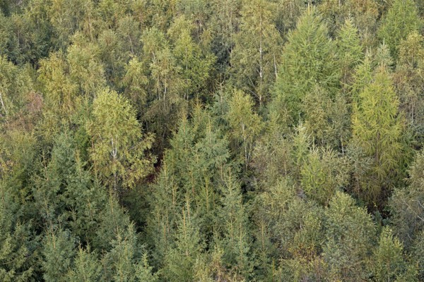 View over an autumnal mixed forest, Arnsberg Forest nature park Park, North Rhine-Westphalia,
