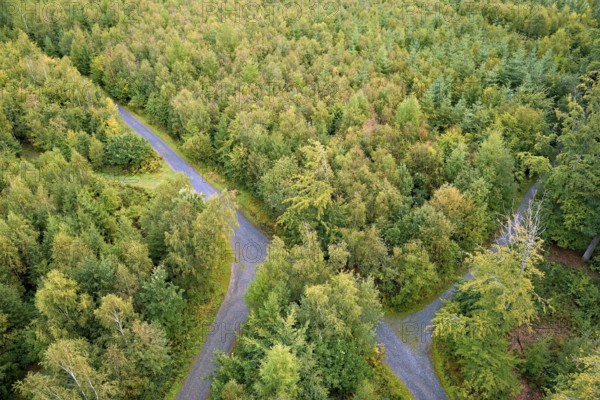 View over an autumnal mixed forest with forest paths, Arnsberg Forest nature park Park, North