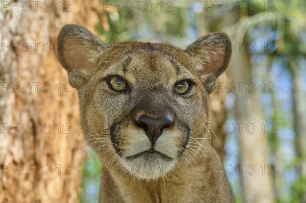 Cougar (Cougar concolor), close-up of a Cougar with attentive gaze in the forest, captive, Florida,