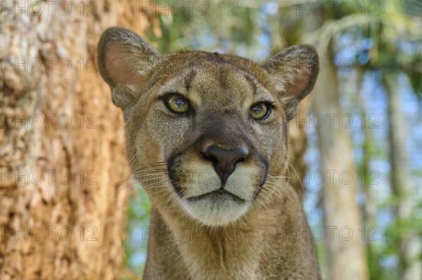 Cougar (Cougar concolor), close-up of a Cougar in the forest with intense gaze, captive, Florida,