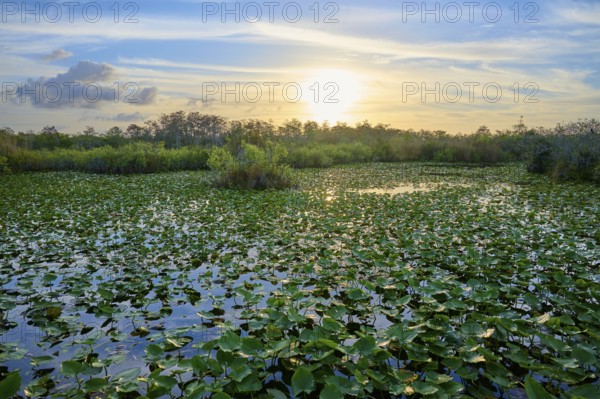 A pond with water lilies and sunset in a peaceful atmosphere, Anhinga Trail, Everglades National