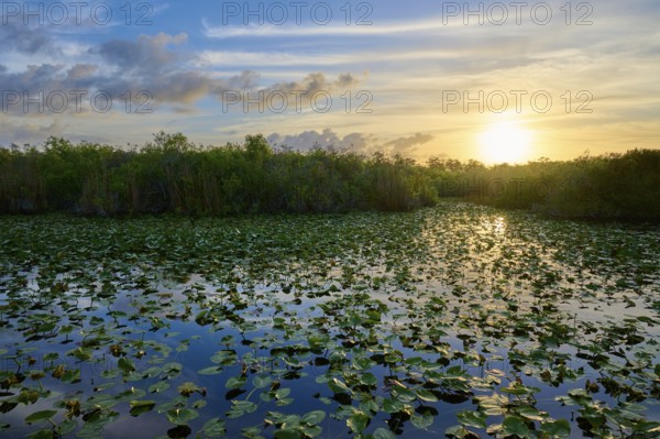 A pond with water lilies at sunset and a peaceful atmosphere, Anhinga Trail, Everglades National