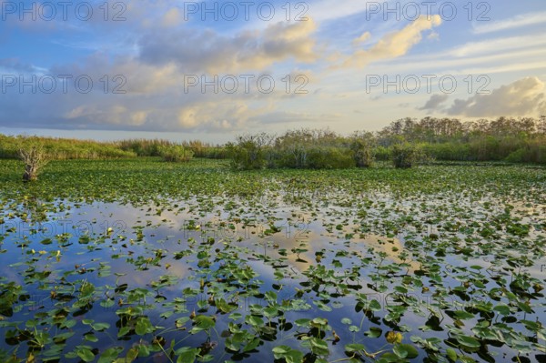 An expansive pond with clouds and water lilies at sunset, Anhinga Trail, Everglades National Park,