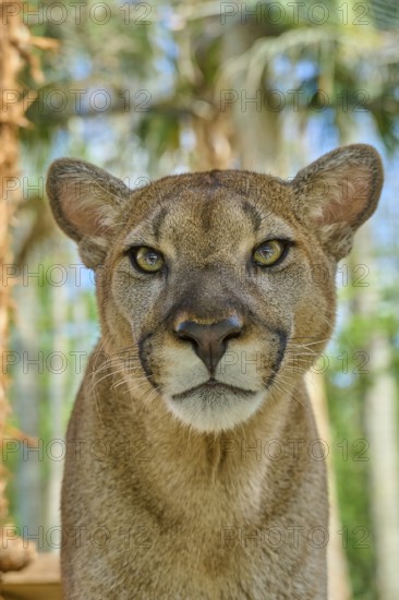 Cougar (Cougar concolor), frontal close-up of a Cougar, surrounded by green forest, captive,