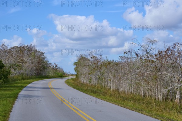 Asphalt road winds through a tranquil landscape under a blue sky, Everglades National Park,
