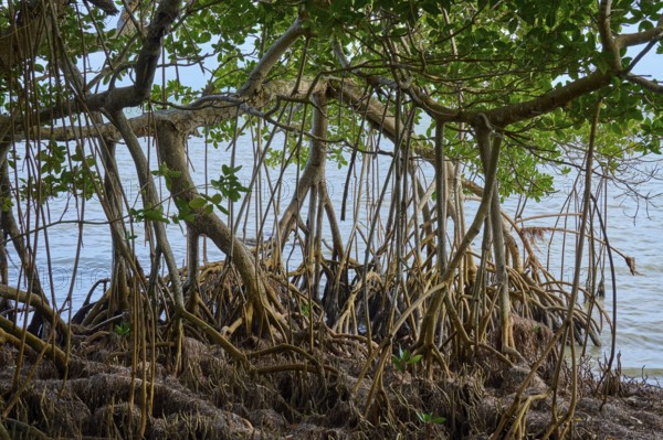 Dense mangroves with visible roots stand directly on the water's edge, Flamingo, Everglades