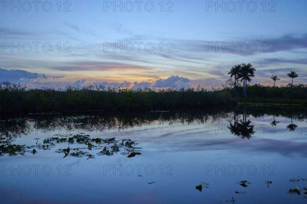 A quiet pond at sunset with palm trees and a peaceful atmosphere, Anhinga Trail, Everglades