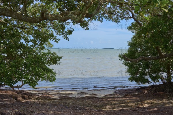Ocean view through dense tree canopy with calm water under a clear sky, Flamingo, Everglades