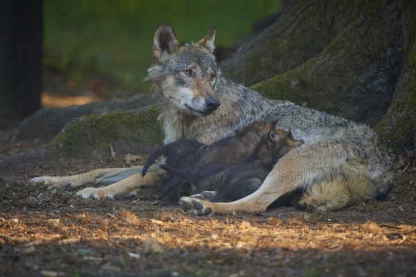 A mother wolf lies guarding her pups in the forest, Wolf (Canis Lupus), summer, Germany