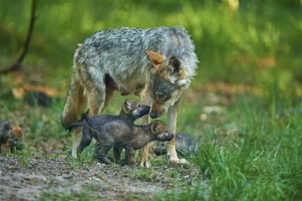 A caring mother wolf stands with her pups in the forest, Wolf (Canis Lupus), summer, Germany