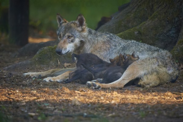 A mother wolf lies protectively with her pups on the forest floor, wolf (Canis Lupus), summer,