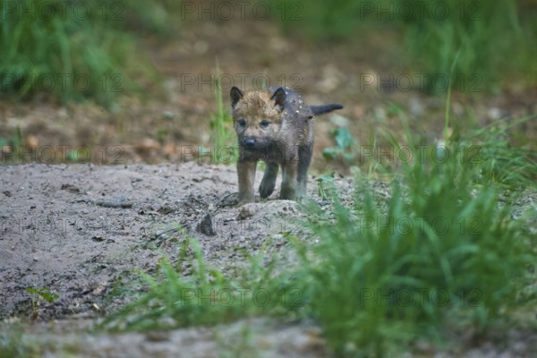A wolf pup runs through the forest soil and explores its surroundings, Wolf (Canis Lupus), summer,