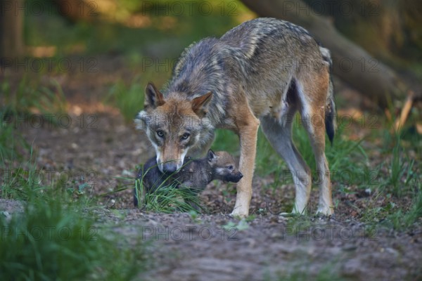 A wolf attentively observes a young animal in the forest and shows protective concern, Wolf (Canis