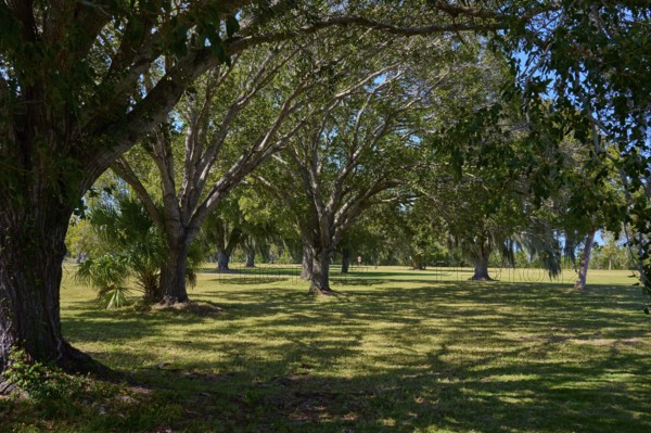 A quiet park with large trees and shade under a clear sky, Flamingo, Marina, Everglades National