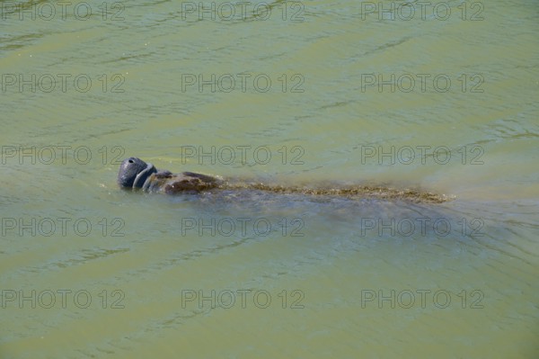 Manatee (Trichechidae), an animal swimming on the water surface, Flamingo, Marina, Everglades