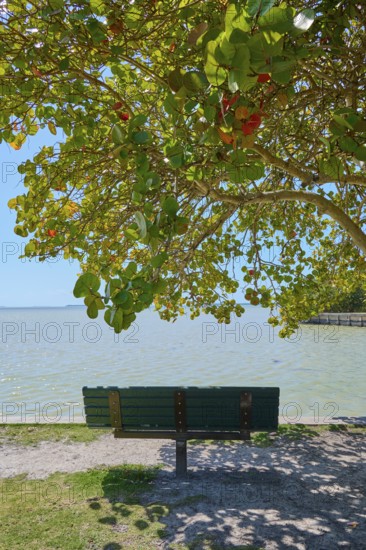 A bench under a tree with colourful foliage on the seashore, Flamingo, Everglades National Park,