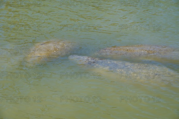 Manatees (Trichechidae), under the water surface in green water, Flamingo, MarinaEverglades