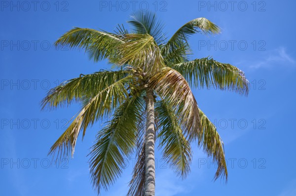Tall palm tree with green leaves under a clear blue sky, Flamingo, Everglades National Park,