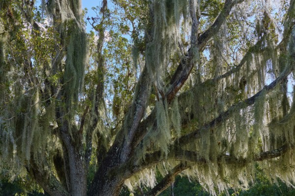 Moss-covered tree stretches majestically against the blue sky, Flamingo, Everglades National Park,