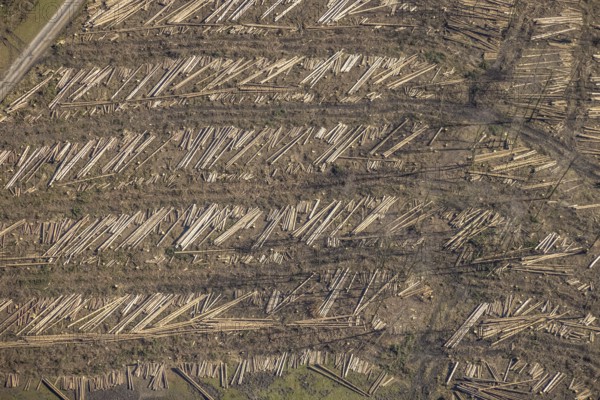 Aerial photo, forest damage and forest dieback, Wennemer Höhweg, Wennemen, Meschede, Sauerland,