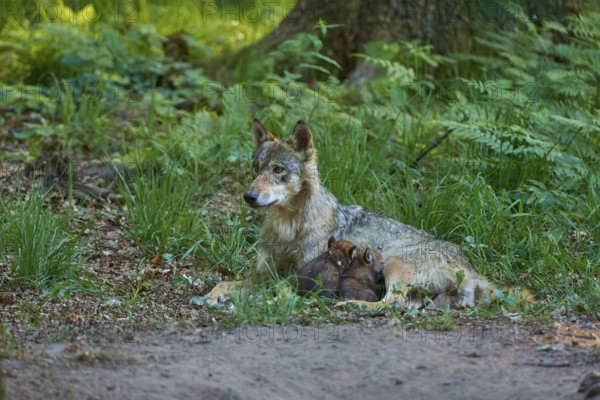 A wolf guarding its pups sleeping under a tree in the forest, peaceful atmosphere, Wolf (Canis