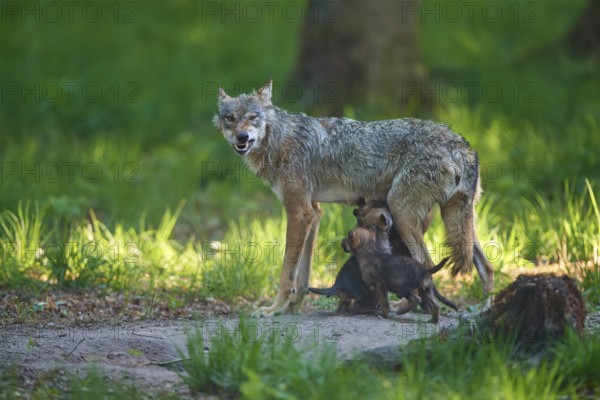 An aggressive she-wolf nursing her pups and showing her teeth threateningly in the forest, Wolf
