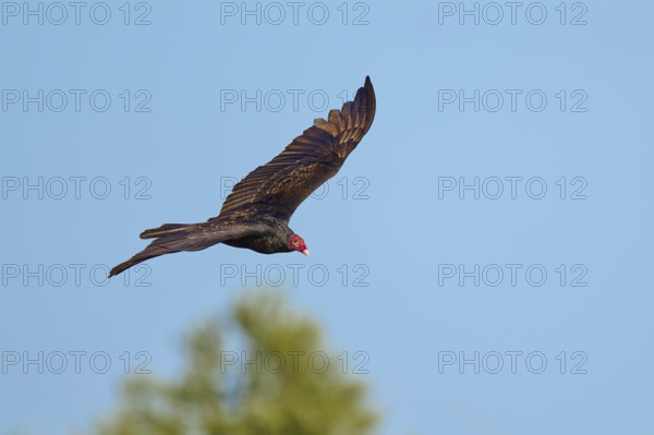 A vulture flies with outstretched wings over a blurred landscape, Turkey Vulture (Cathartes aura),
